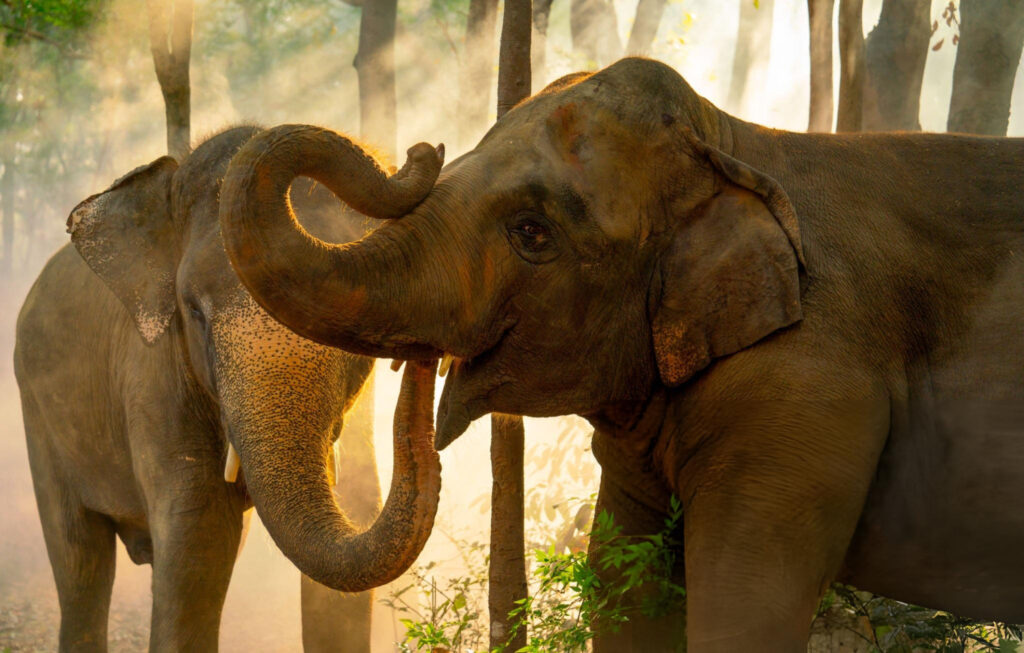 Elephants in Thailand