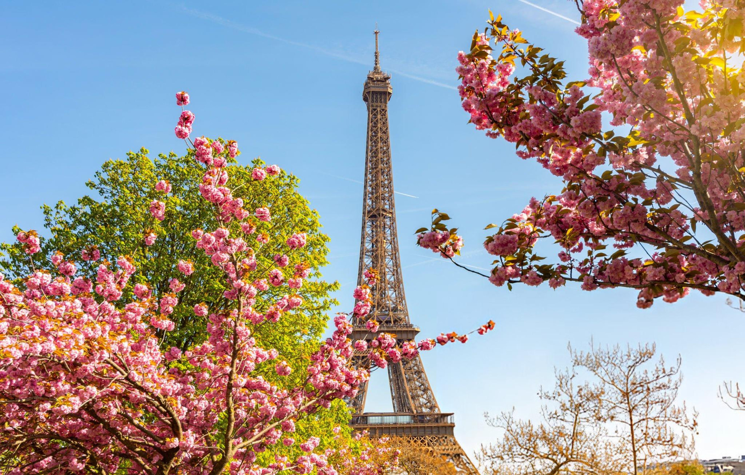 Eiffel Tower framed by spring blossoms in Paris