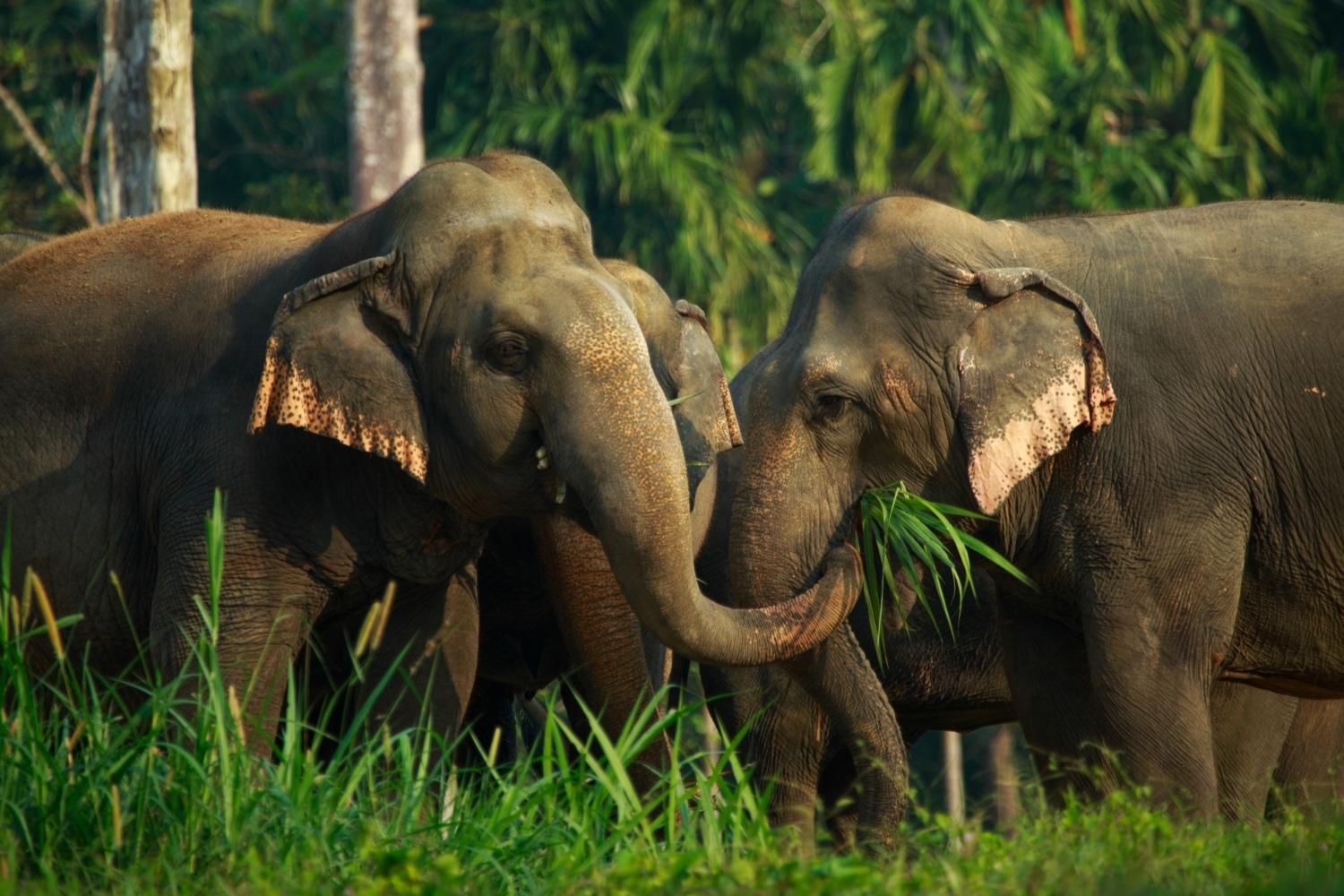 Elephant Hills experience in Thailand