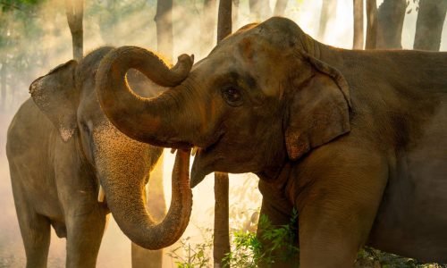 Elephants
